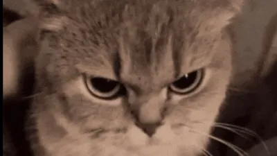 Rewind Script OPEN SOURCE